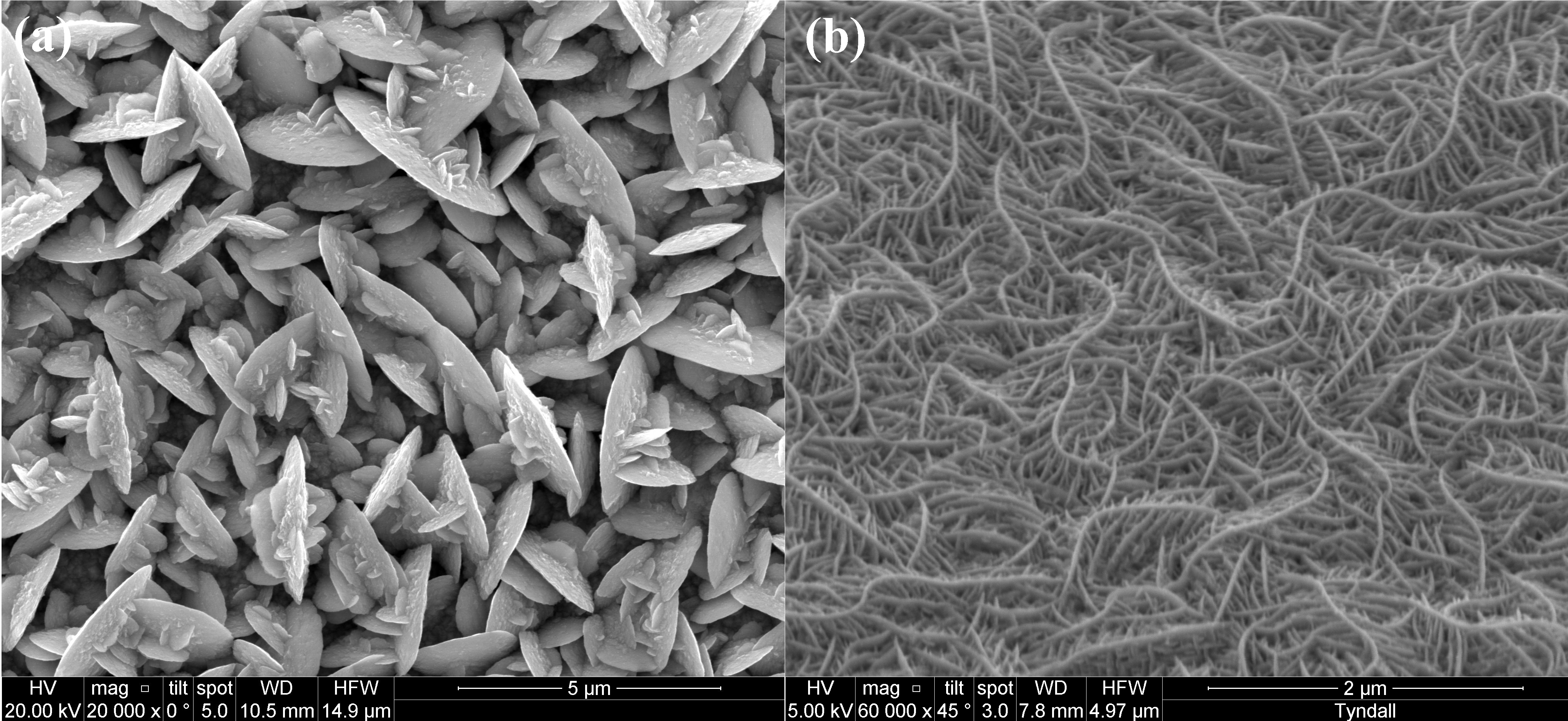 SEM micrographs of electrodeposited (a) p-type (Sb1-xBix)2Te3 and (b) n-type Bi2Te3.